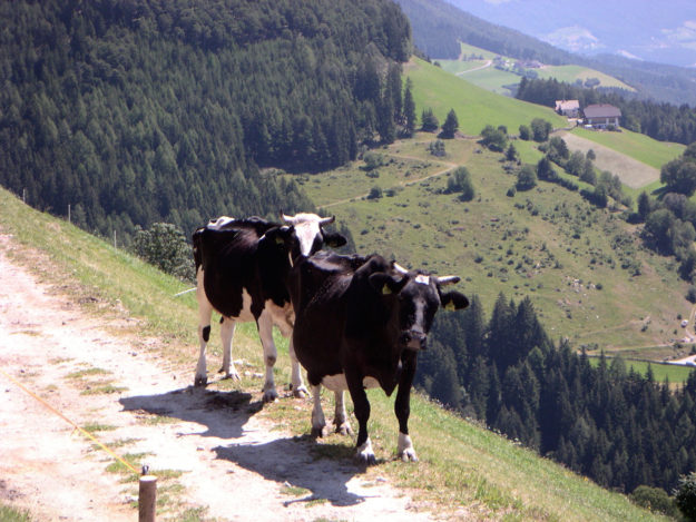 Il Maso in estate - 14 - Mucche