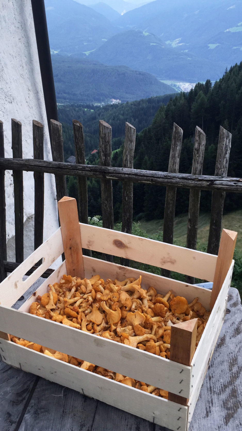 Il Maso in estate - 19 - Funghi