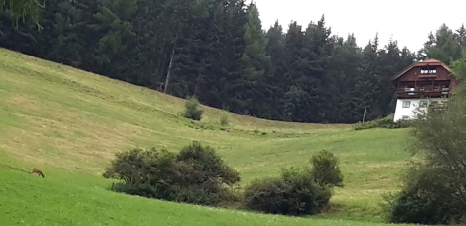 Il Maso in estate - 19