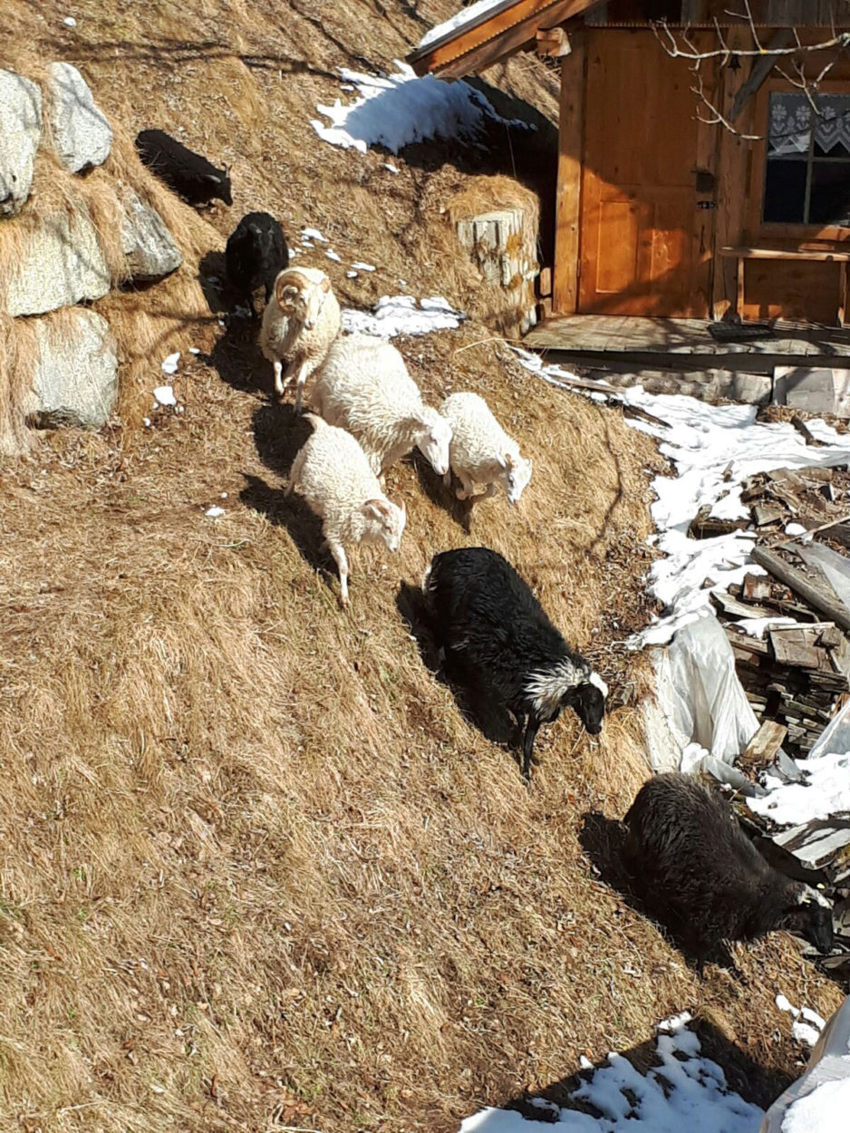 Il Maso in estate - 22