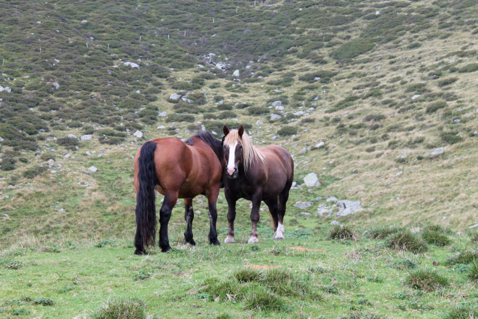 Il Maso in estate - 8 - Cavalli