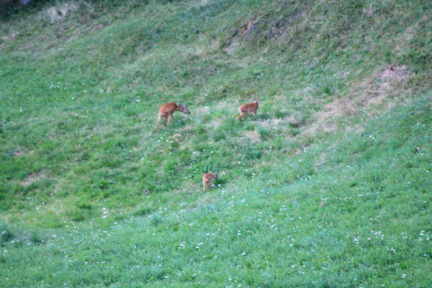 Il Maso in estate - 9