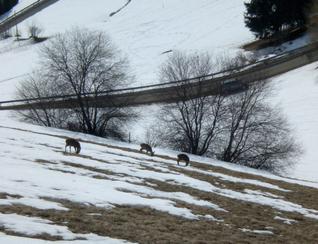 Il Maso in inverno - 2